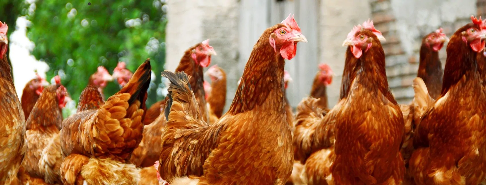 El porqué de un seguro para granjas avícolas