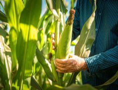Seguros Para Granjas Cultivos ACQ