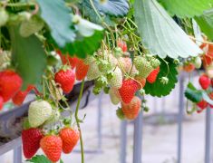 Seguros Para Granjas Frutas ACQ