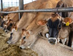 Seguros Para Granjas Ganado ACQ