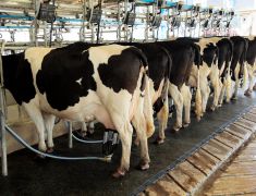 Seguros Para Granjas Lecheras ACQ