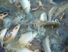 Seguros Para Granjas Pesca ACQ