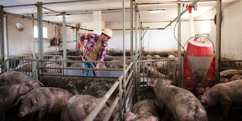 la importancia de un seguro para una granja de cerdos