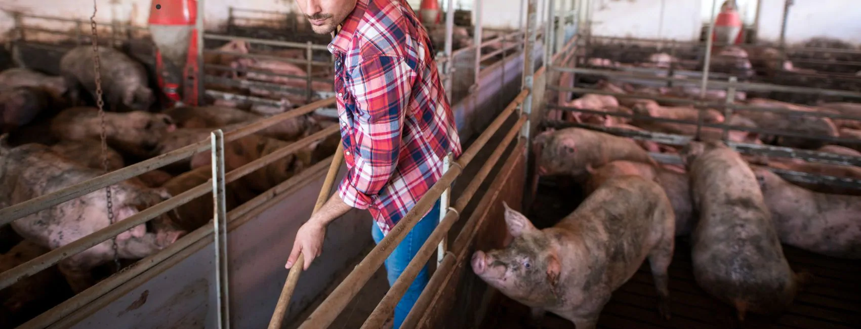 Granja de cerdos: ¿Por qué tener un seguro?
