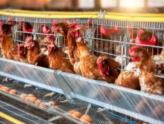 Seguro Granja Gallinas ACQ SEGUROS