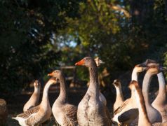 Seguro Granja Ocas ACQ SEGUROS