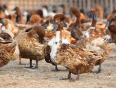 Seguro Granja Patos ACQ SEGUROS
