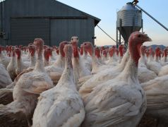 Seguro Granja Pavos ACQ SEGUROS
