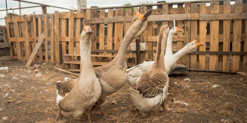 ¿qué comen las ocas acq seguros