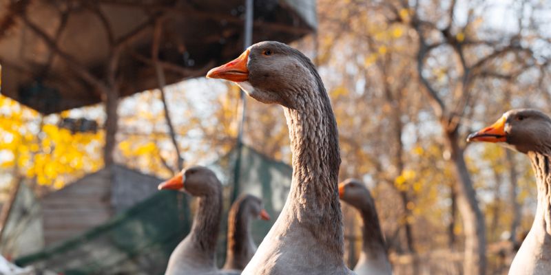 riesgos en una granja de ocas acq seguros