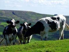 Seguro Granja Bovino ACQ