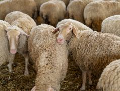 Seguro Granja Ovino ACQ