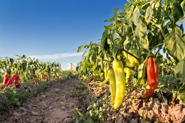 Seguros Para Granjas Cultivos ACQ