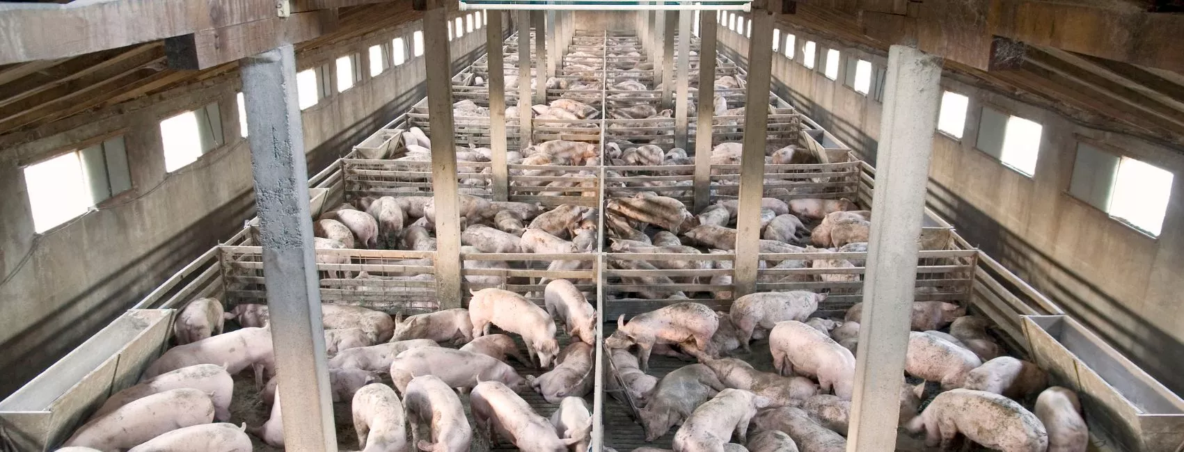 Peste porcina: cómo proteger tu granja